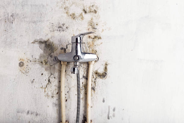 Best Mold Cleaning Services  in Potomac Park, CA