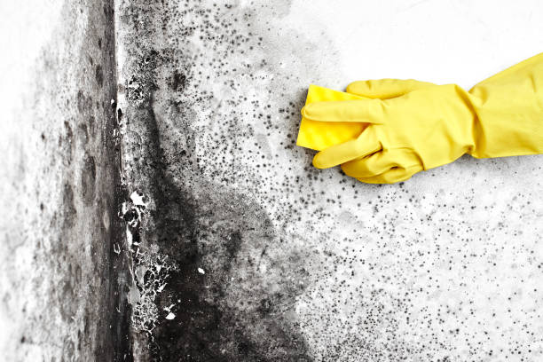 Best Mold Testing  in Potomac Park, CA