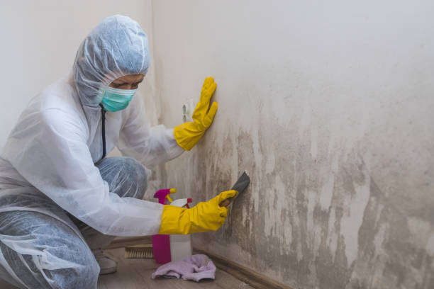 Best Water Damage Restoration  in Potomac Park, CA