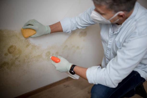 Best Local Mold Removal Service  in Potomac Park, CA