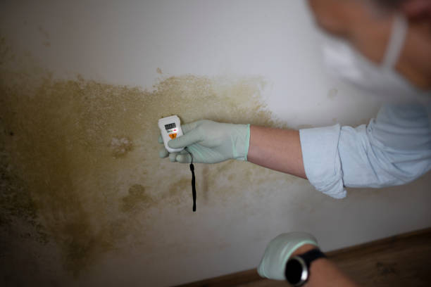 Best Black Mold Removal  in Potomac Park, CA