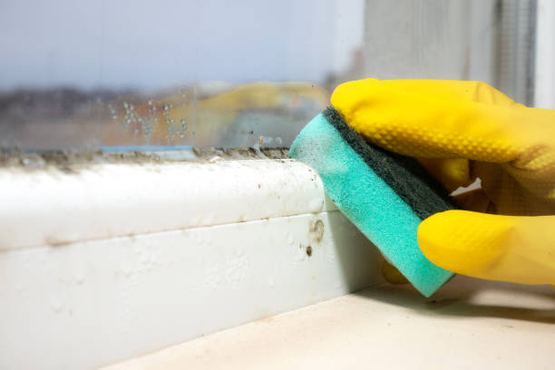 Trusted Potomac Park, CA Mold Removal Experts