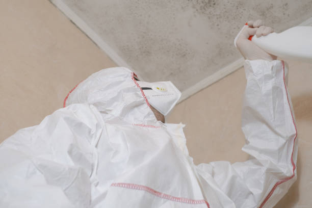 Best Commercial Mold Removal  in Potomac Park, CA