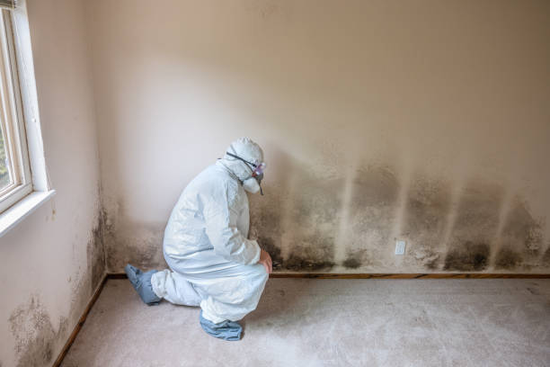 Best Residential Mold Removal  in Potomac Park, CA