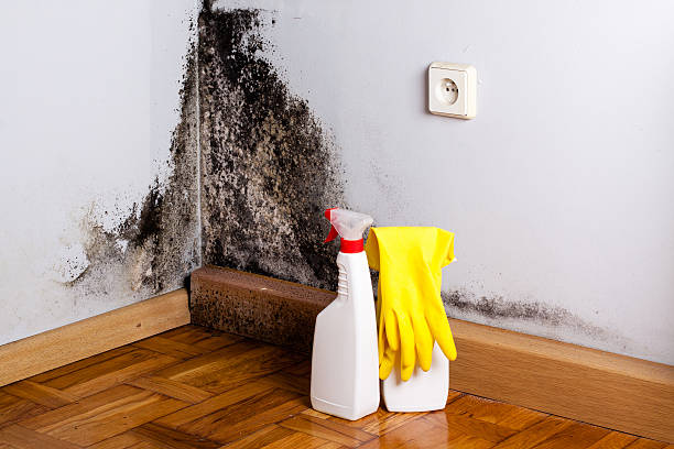 Best Mold Removal Near Me  in Potomac Park, CA