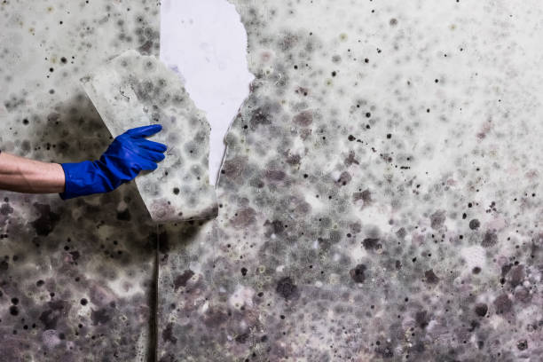 Best Same-Day Mold Removal  in Potomac Park, CA