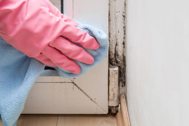 Best Home Mold Removal  in Potomac Park, CA