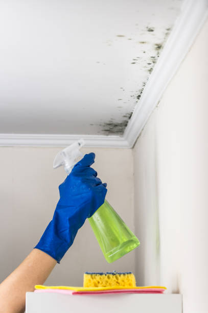 Best Mold Testing and Removal  in Potomac Park, CA